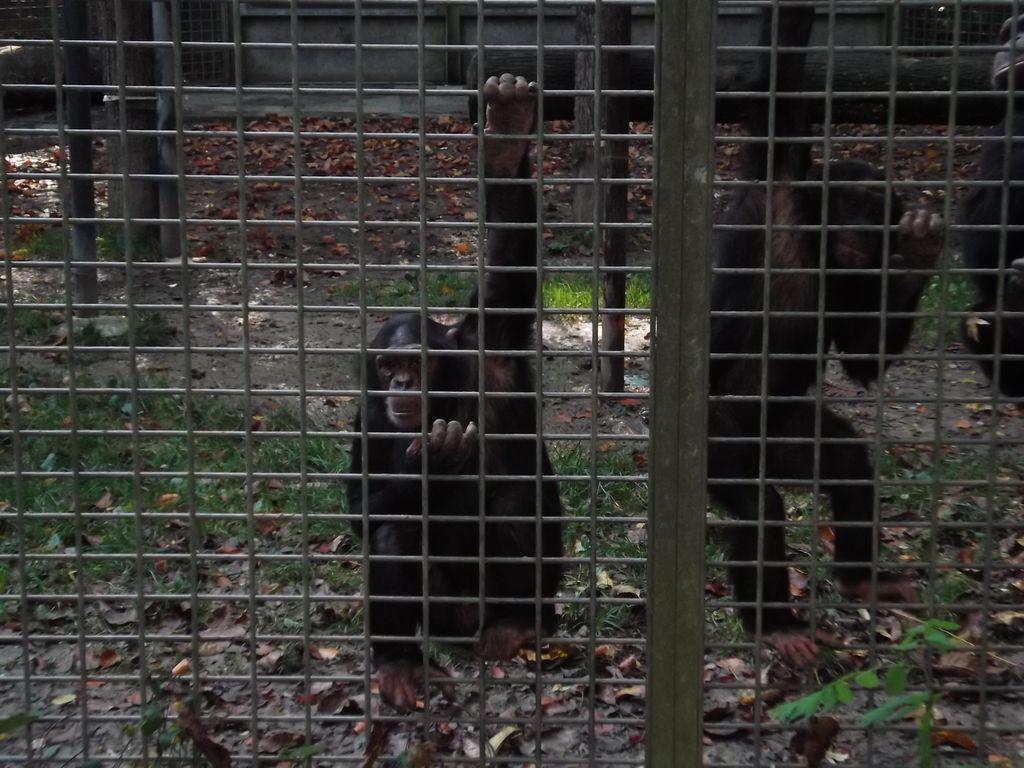 Nutzerfoto 4 Geßmann Peter Leintalzoo