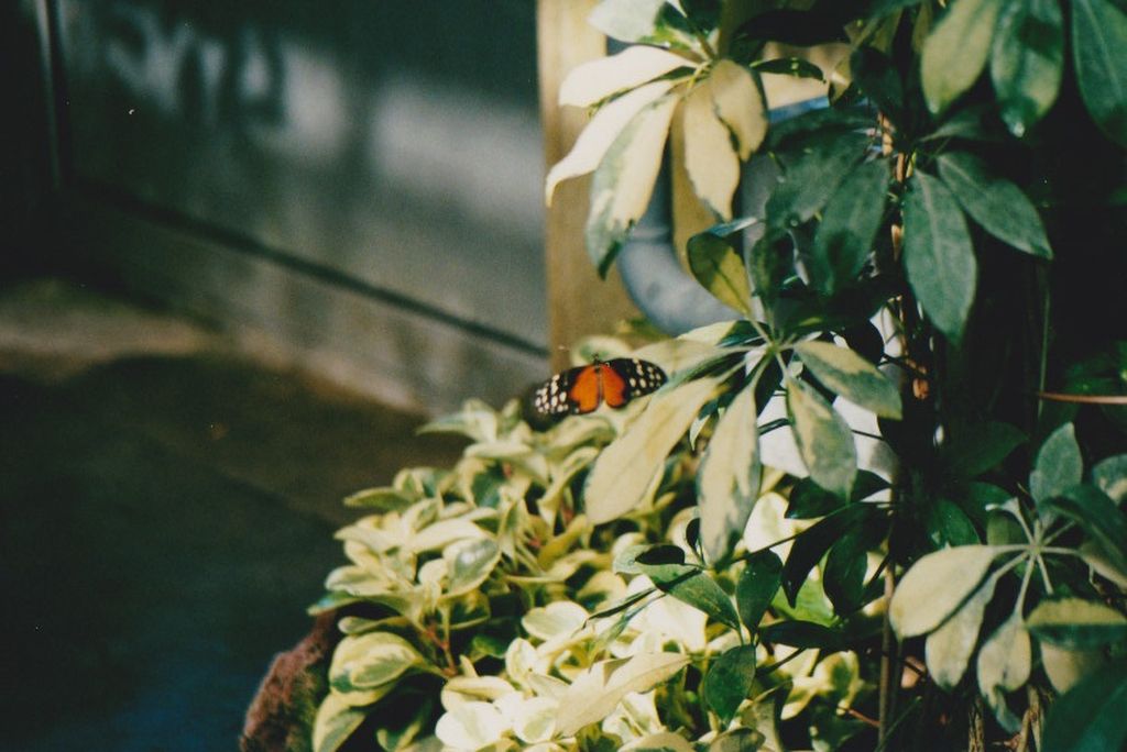 Nutzerfoto 26 Blumeninsel Mainau GmbH , Lennart-Bernadotte-Stiftung