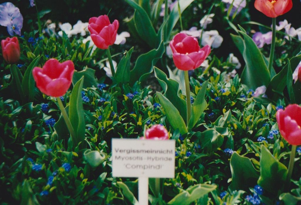 Nutzerfoto 52 Blumeninsel Mainau GmbH , Lennart-Bernadotte-Stiftung