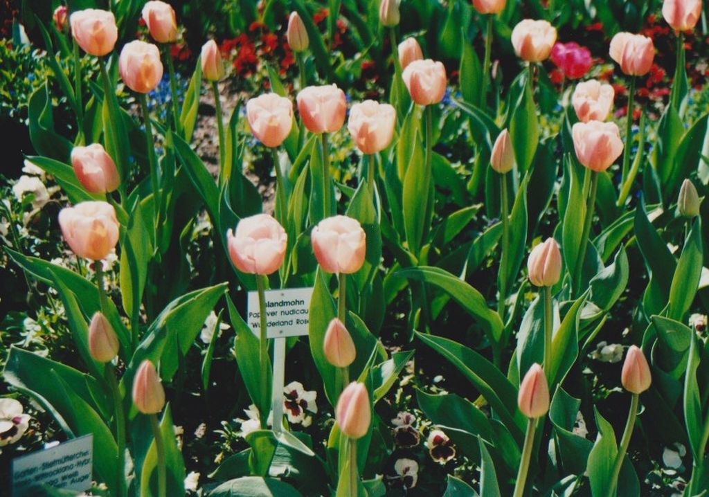 Nutzerfoto 49 Blumeninsel Mainau GmbH , Lennart-Bernadotte-Stiftung