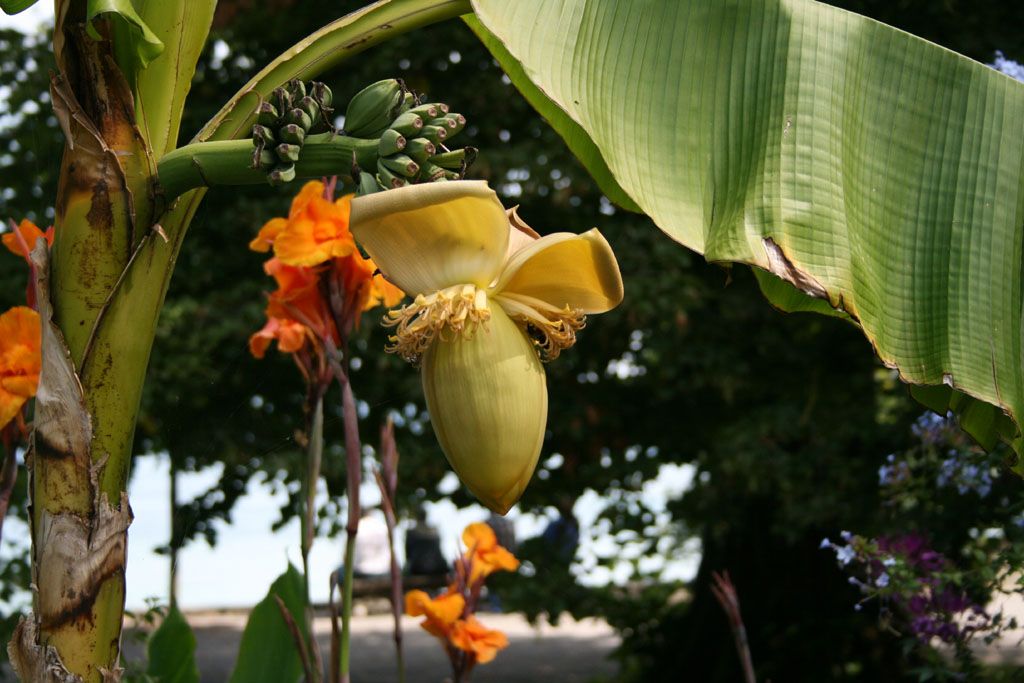 Nutzerfoto 159 Blumeninsel Mainau GmbH , Lennart-Bernadotte-Stiftung