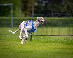 Bild zu Windhund-Rennverein Bayern e.V.