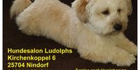 Nutzerfoto 1 Hundesalon Ludolphs