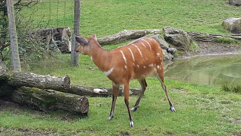 Nutzerfoto 94 Zoologischer Garten Köln AG