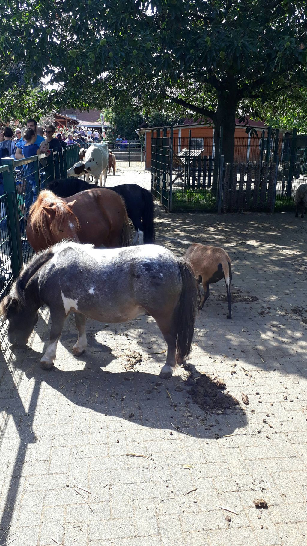 Nutzerfoto 16 Erlebnisbauernhof Gertrudenhof GmbH