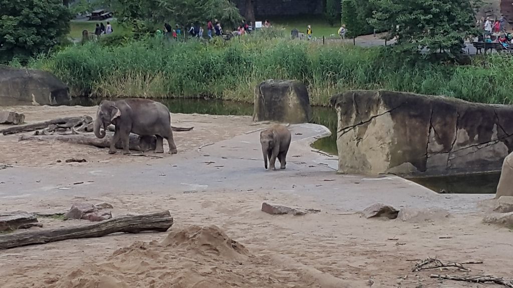 Nutzerfoto 101 Zoologischer Garten Köln AG