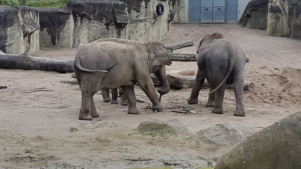 Nutzerfoto 100 Zoologischer Garten Köln AG