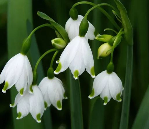 Wer einen schönen Frühlingsblüher sucht, macht mit der Sommer-Knotenblume alles richtig!
Die kompakte Staude blüht zuverlässig früh im Jahr und selbst auf feuchten Gegenden entwickelt sie sich prachtvoll.
Sie ist eine mehrjährige Zwiebelpflanze, die einen kleinen, aufrechten Wuchs zeigt. Mit einer Höhe bis zu 40cm findet sie in jedem Garten einen Platz für sich.