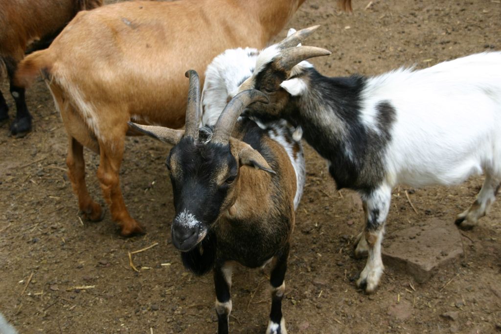 Nutzerfoto 37 Niedersächsische Landesforsten Wildpark Neuhaus