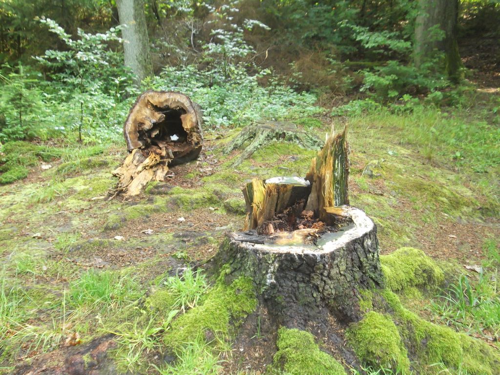 Nutzerfoto 33 Niedersächsische Landesforsten Wildpark Neuhaus