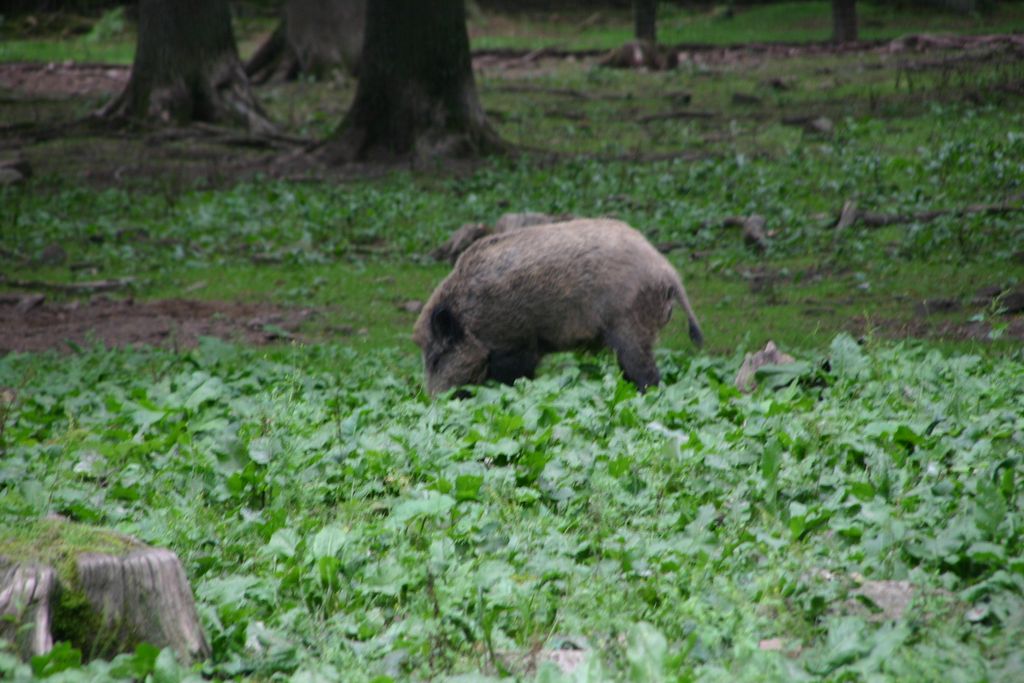 Nutzerfoto 35 Niedersächsische Landesforsten Wildpark Neuhaus