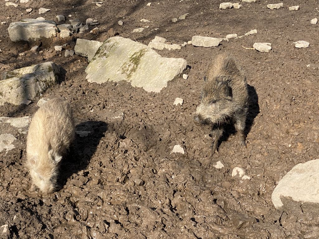 Nutzerfoto 4 Niedersächsische Landesforsten Wildpark Neuhaus