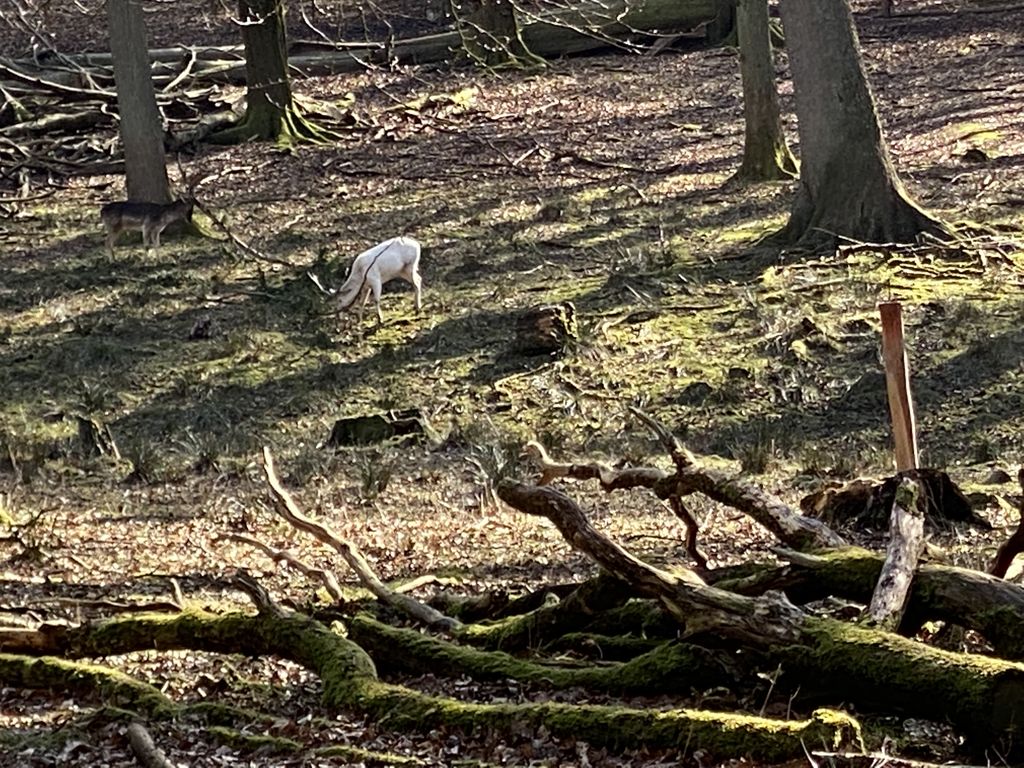 Nutzerfoto 21 Niedersächsische Landesforsten Wildpark Neuhaus