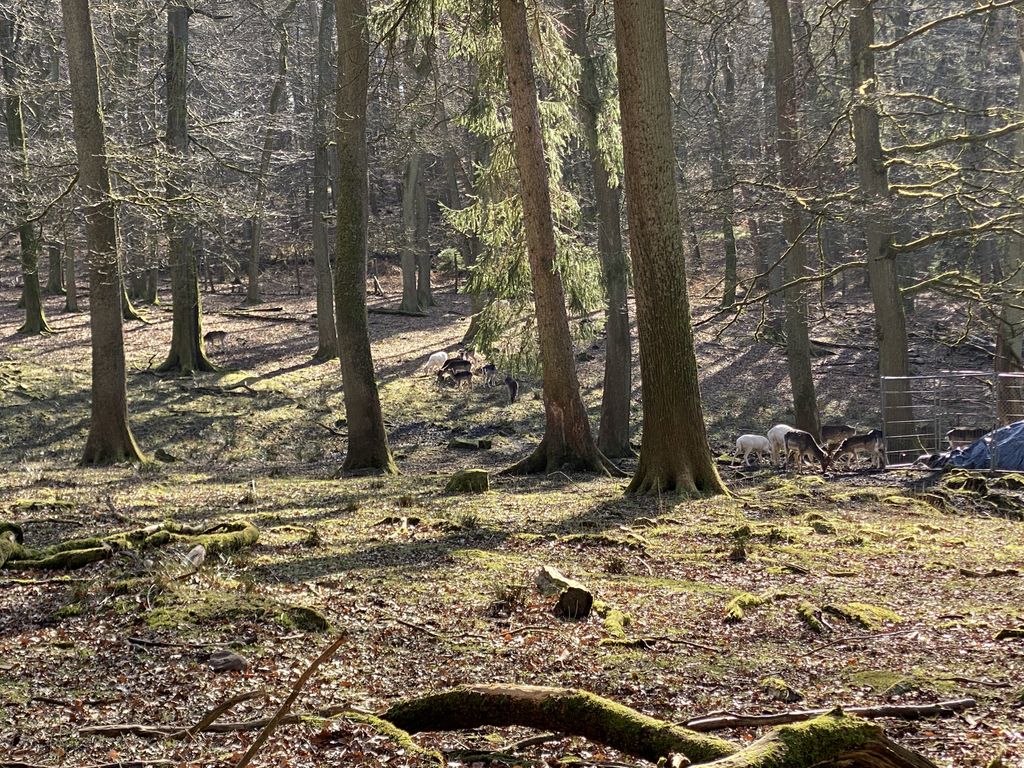 Nutzerfoto 16 Niedersächsische Landesforsten Wildpark Neuhaus