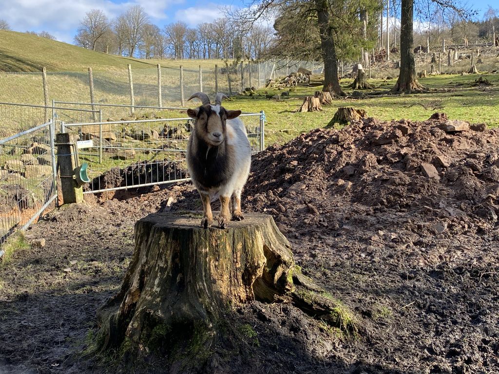 Nutzerfoto 20 Niedersächsische Landesforsten Wildpark Neuhaus