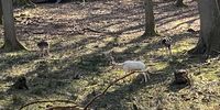 Nutzerfoto 10 Niedersächsische Landesforsten Wildpark Neuhaus