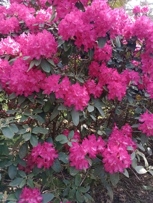 Rhododendrontage im Mai