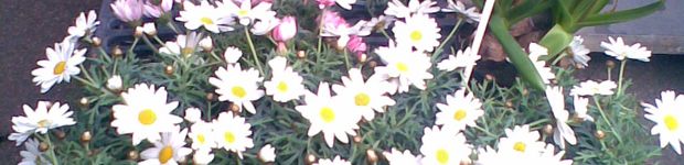 Gute Blumen in Niefern-Öschelbronn | golocal