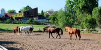 Nutzerfoto 12 Landhaus Alt-Lübars