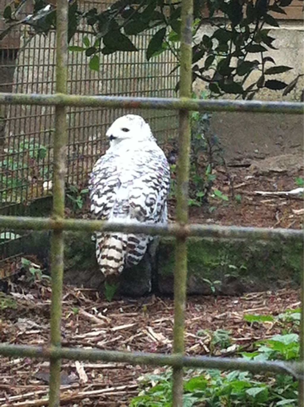 Nutzerfoto 16 Natur-und Vogelschutzverein Tierpark Fauna e. V.