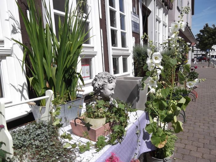 Bilder und Fotos zu Blumen - Bechstein in Bad Hersfeld, Neumarkt