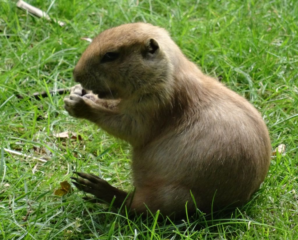 Nutzerfoto 53 Zoologischer Garten Schwerin gGmbH