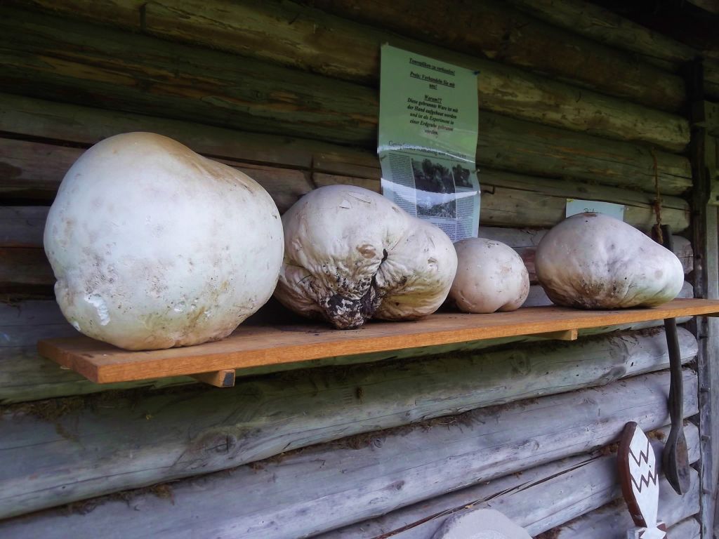 Nutzerfoto 91 Archäologisches Freilichtmuseum