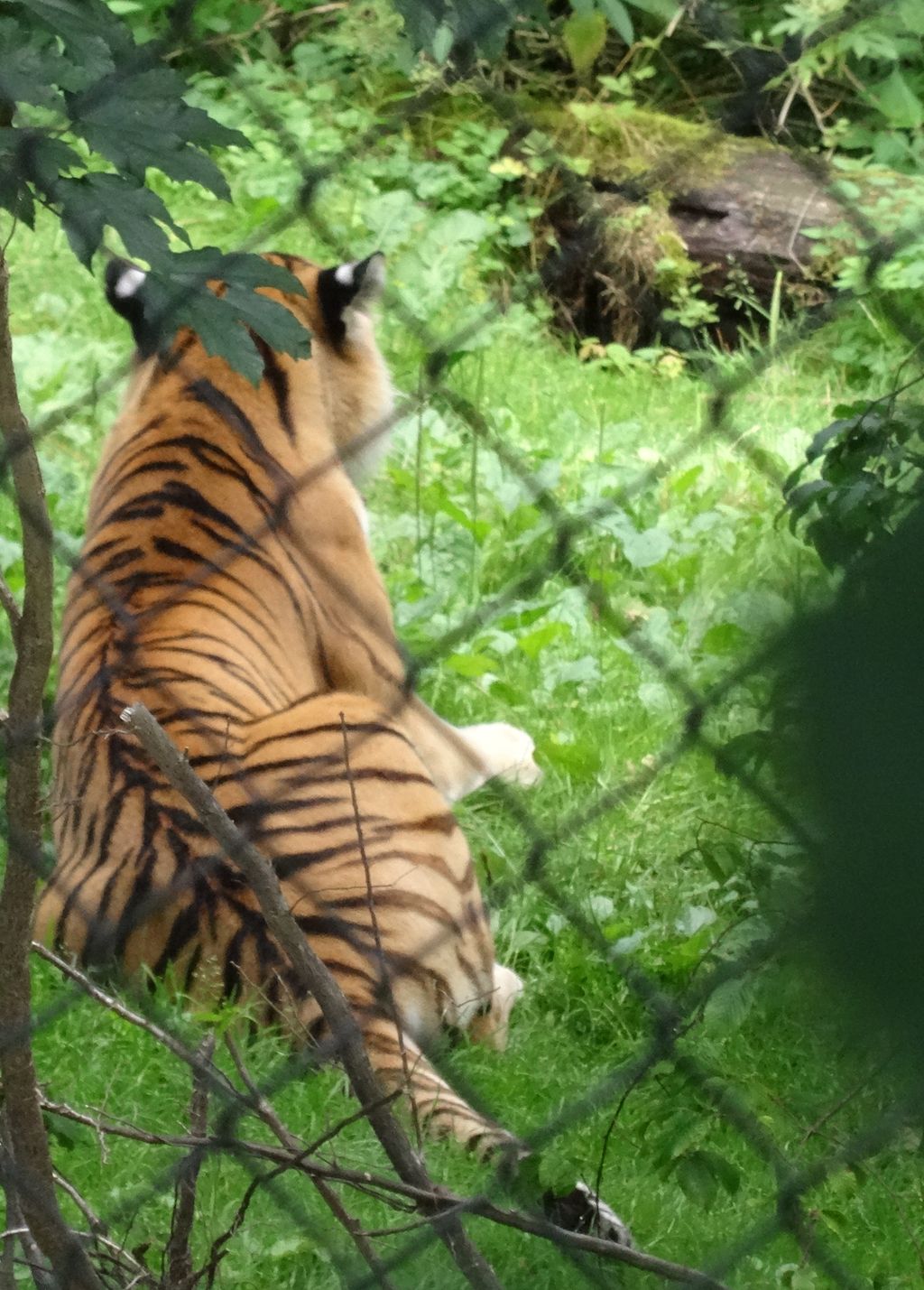 Nutzerfoto 19 Zoologischer Garten Schwerin gGmbH