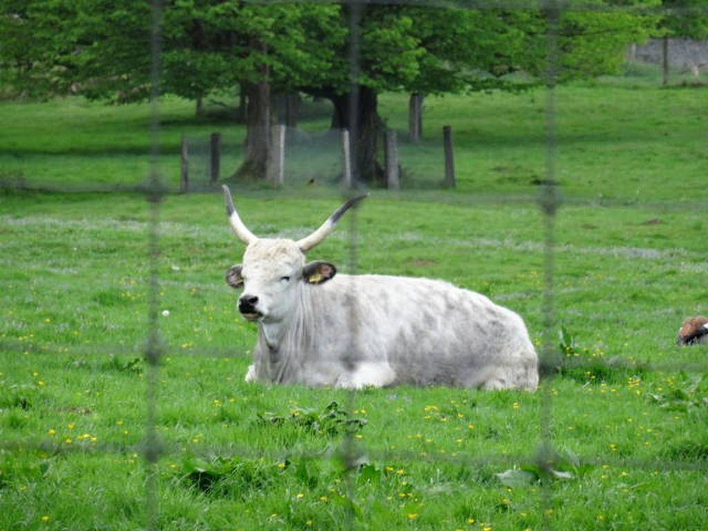 Nutzerfoto 34 Tierpark Sababurg