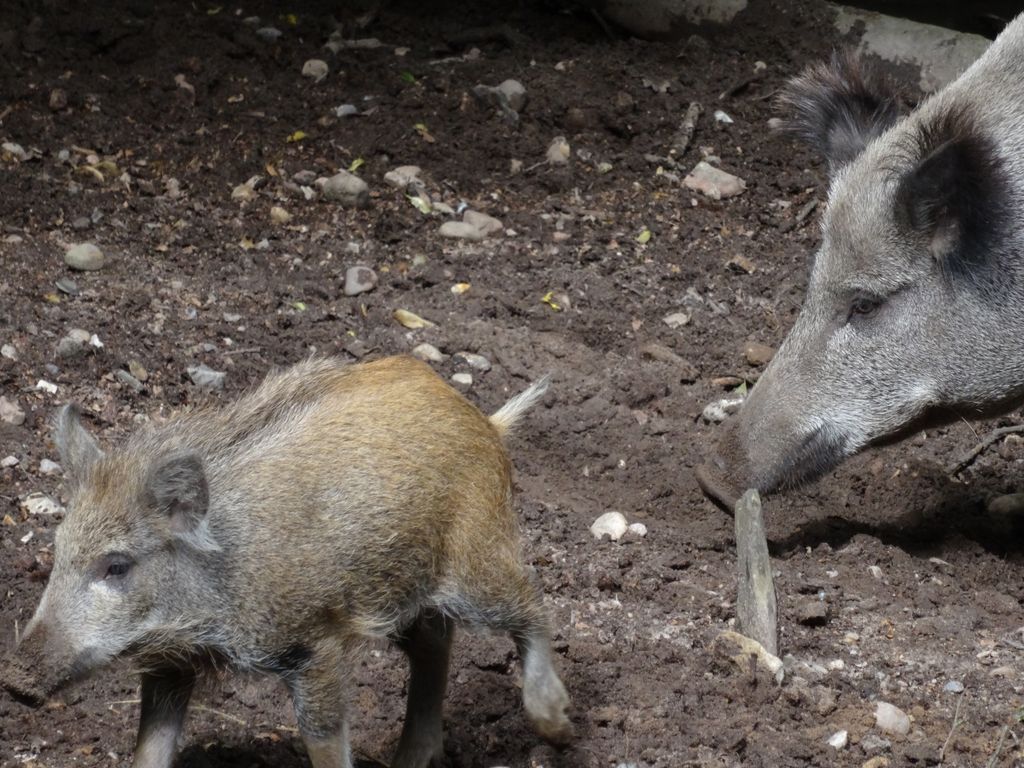 Nutzerfoto 51 Zoologischer Garten Schwerin gGmbH