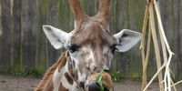 Nutzerfoto 5 Zoologischer Garten Schwerin gGmbH