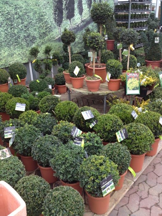 Pflanzen Kölle Gartencenter GmbH & Co.KG in Teltow ⇒ in Das Örtliche