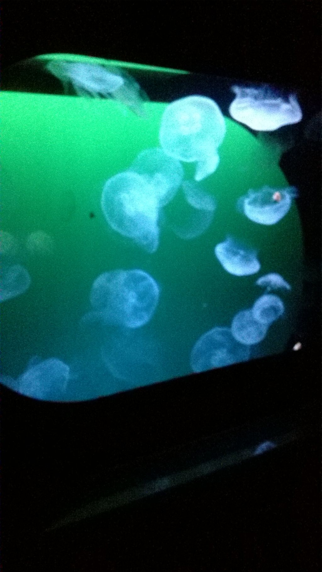 Nutzerfoto 36 OZEANEUM Stralsund