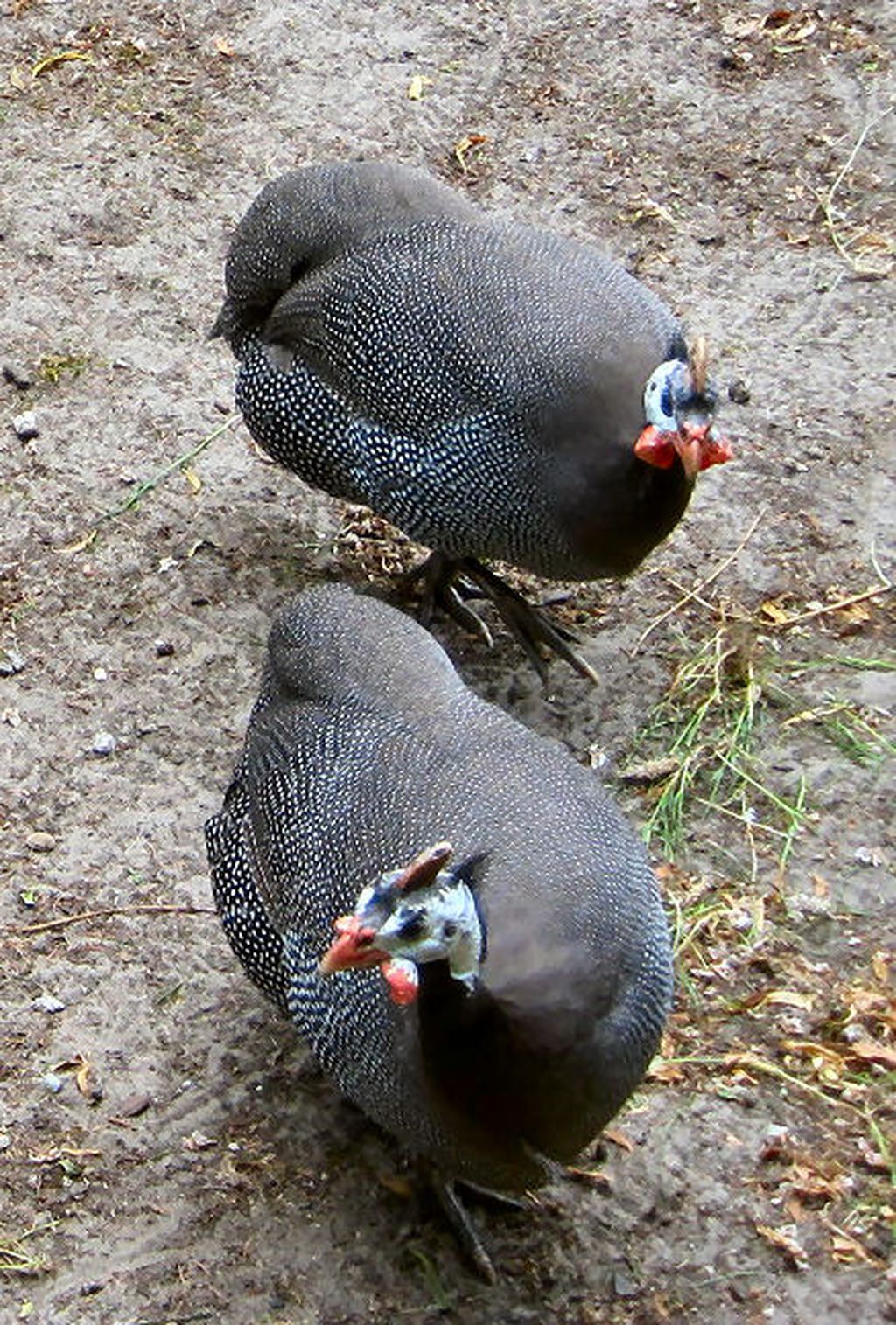 Nutzerfoto 139 Freilichtmuseum Klockenhagen