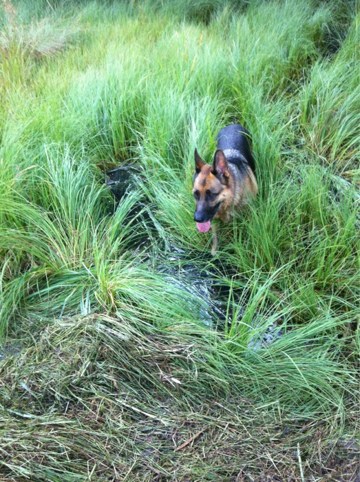 Zum Abschluss noch ein Schlamm Bad, damit Frauchen sich auch freut