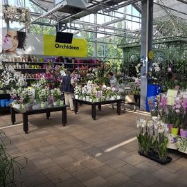 ▷ Pflanzen Kölle Gartencenter GmbH & Co. KG | Stuttgart ...