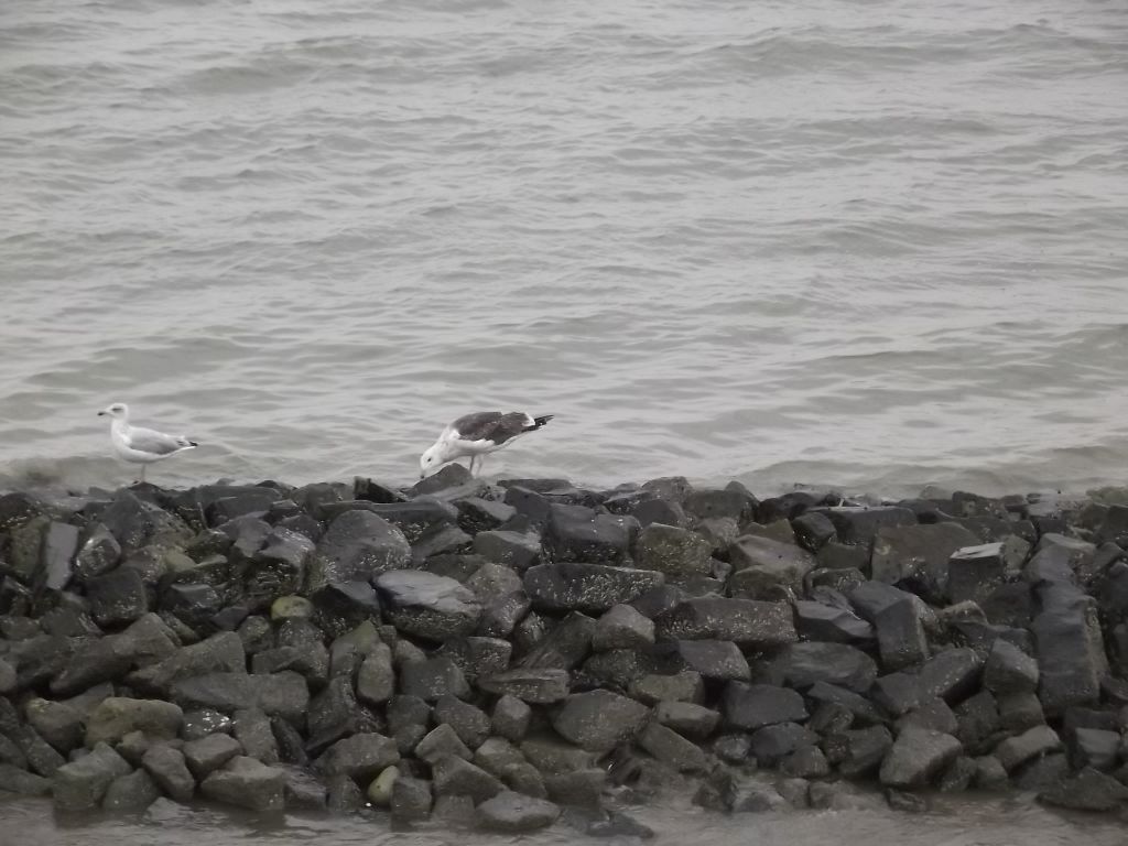 Nutzerfoto 15 Nationalparkverwaltung Niedersächsisches Wattenmeer