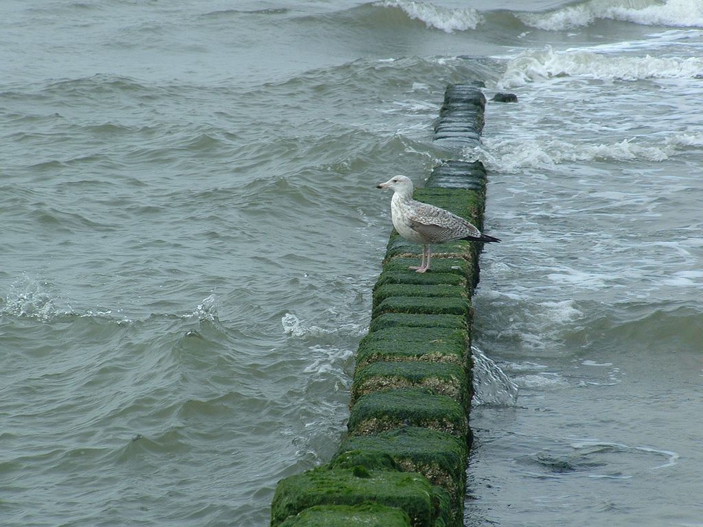 Nutzerfoto 4 Gemeinde Sylt