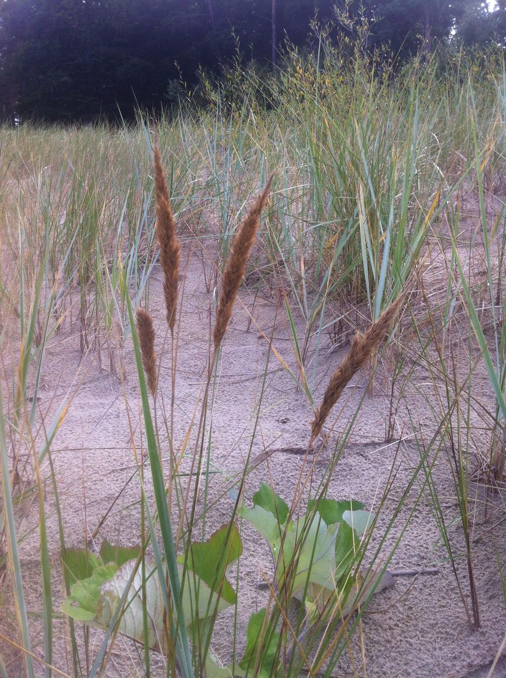 Nutzerfoto 42 Kurverwaltung Seebad Ückeritz