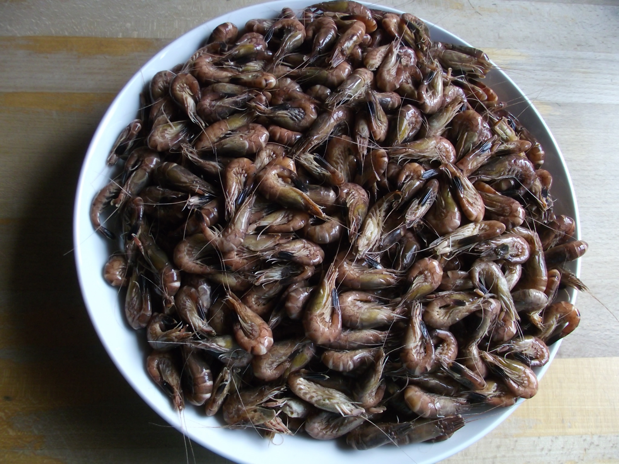 1,5 kg frische feinste Nordsee - Krabben - passen kaum auf den Pasta Teller