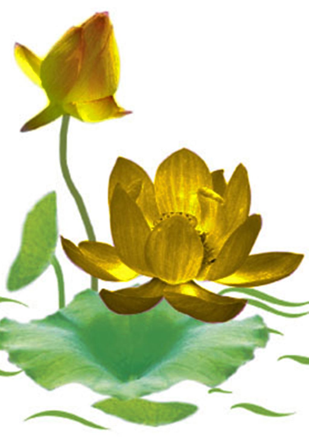 Nutzerfoto 4 Asiatisches Restaurant Golden Lotus