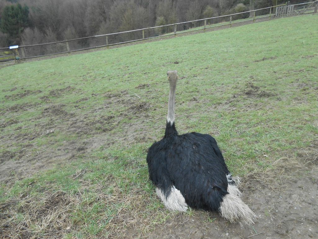 Nutzerfoto 7 Klaus Stöcker Landwirtschaft