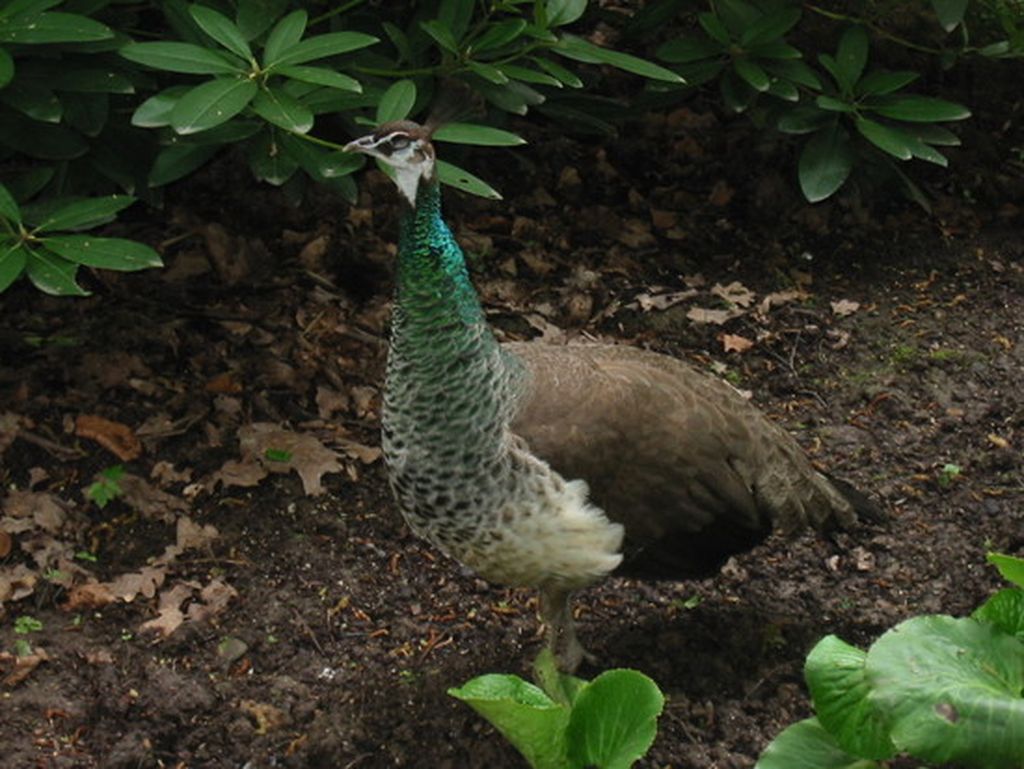 Nutzerfoto 26 Natur-und Vogelschutzverein Tierpark Fauna e. V.