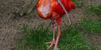 Nutzerfoto 1 Vogel- u. Blumenpark Heiligenkirchen