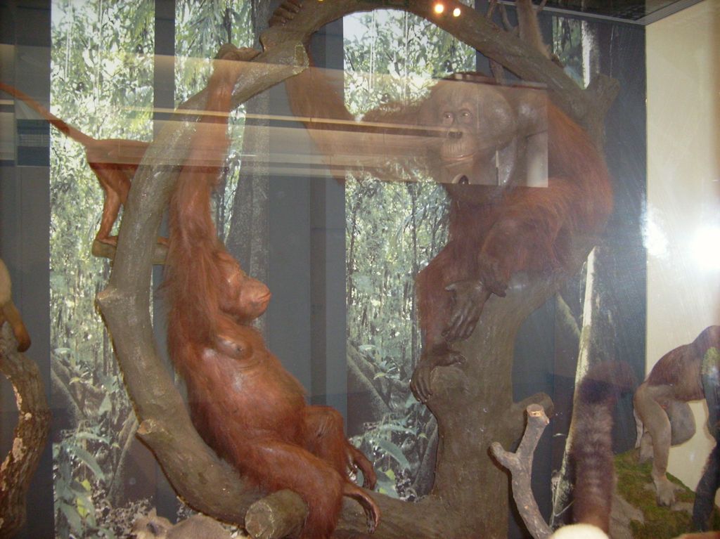 Nutzerfoto 121 Zoologisches Forschungsmuseum Alexander Koenig