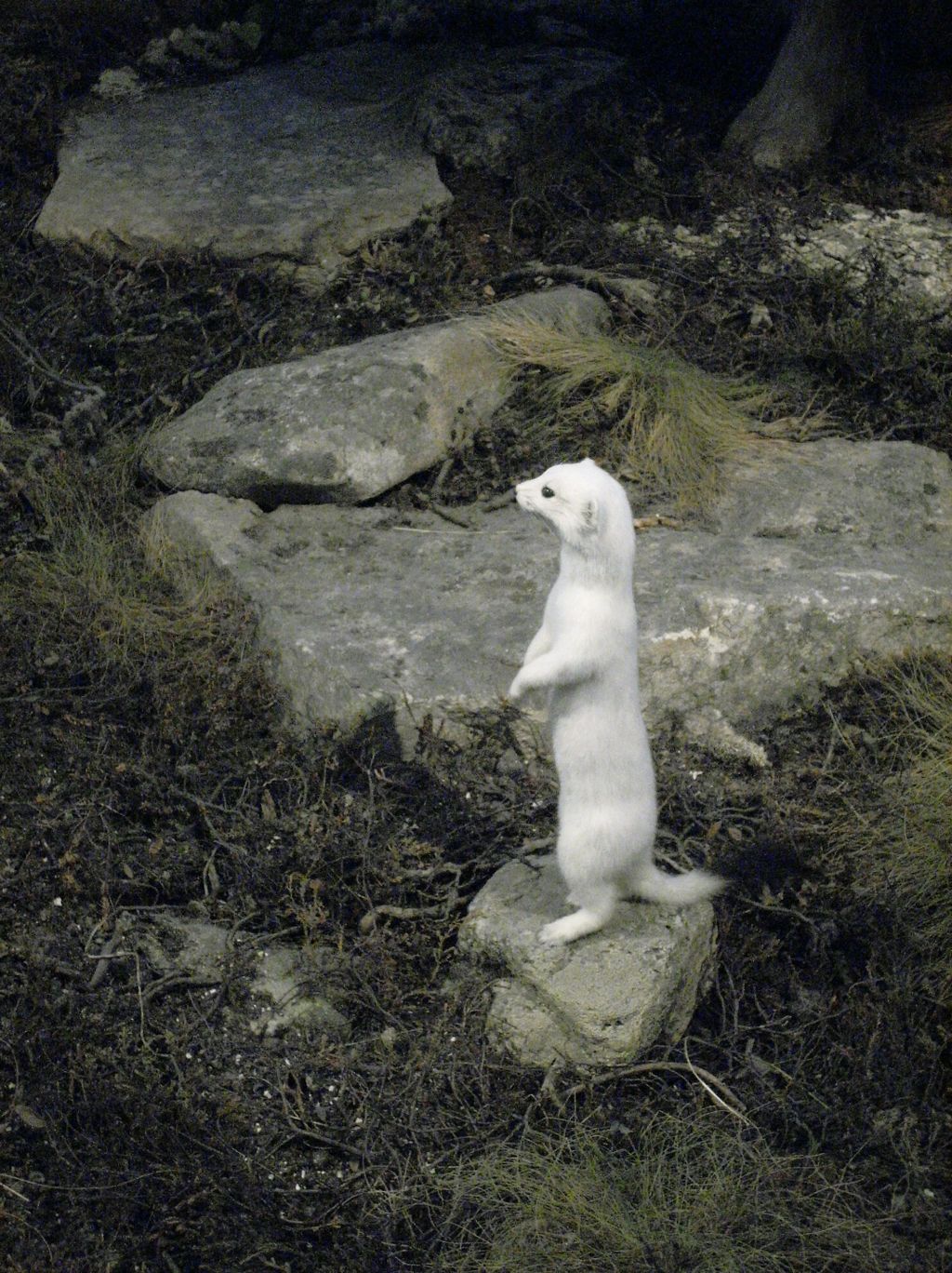 Nutzerfoto 140 Zoologisches Forschungsmuseum Alexander Koenig