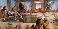 Nutzerfoto 2 Zoologisches Forschungsmuseum Alexander Koenig