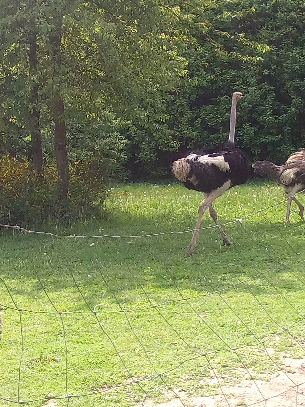 Nutzerfoto 5 Ralph Schumacher Straußenfarm Gemarkenhof