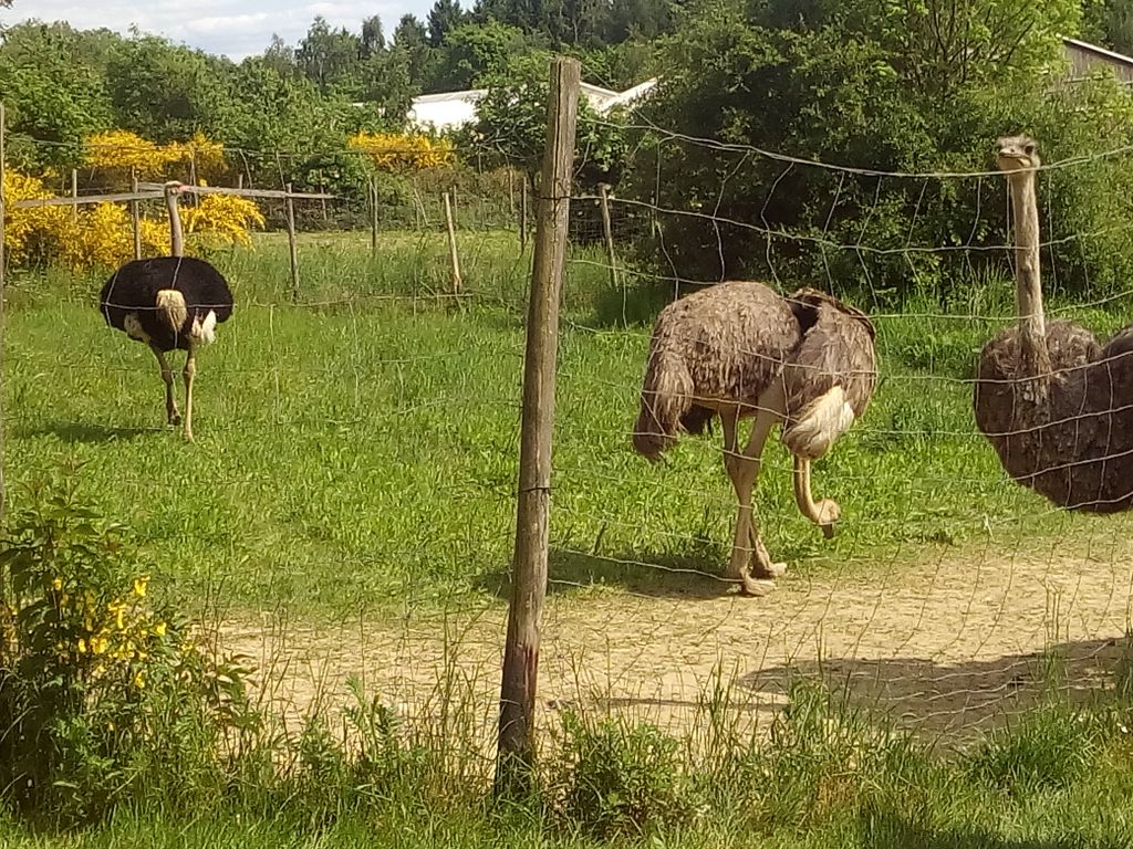 Nutzerfoto 3 Ralph Schumacher Straußenfarm Gemarkenhof