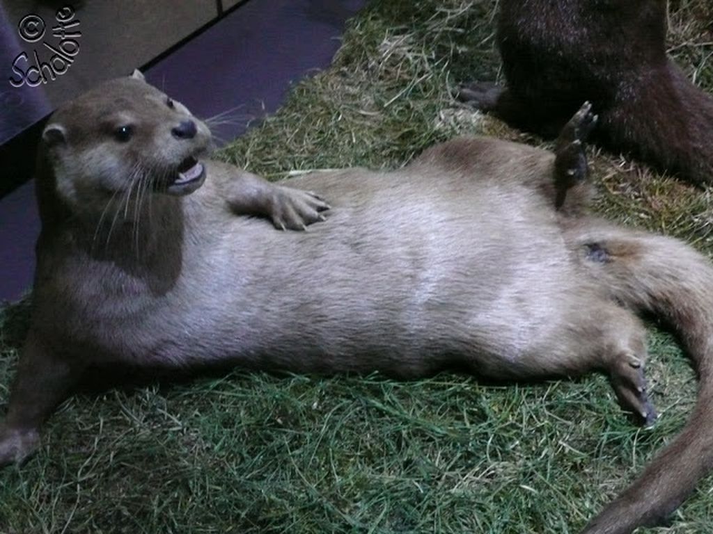 Nutzerfoto 51 OZEANEUM Stralsund